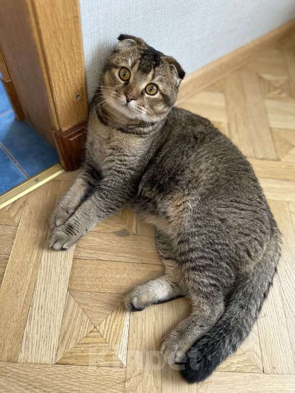 Кошки в Санкт-Петербурге: Шотландский вислоухий кот Леон возраст 7 месяцев хочет кошечку на вязку Мальчик, 3 000 руб. - фото 2