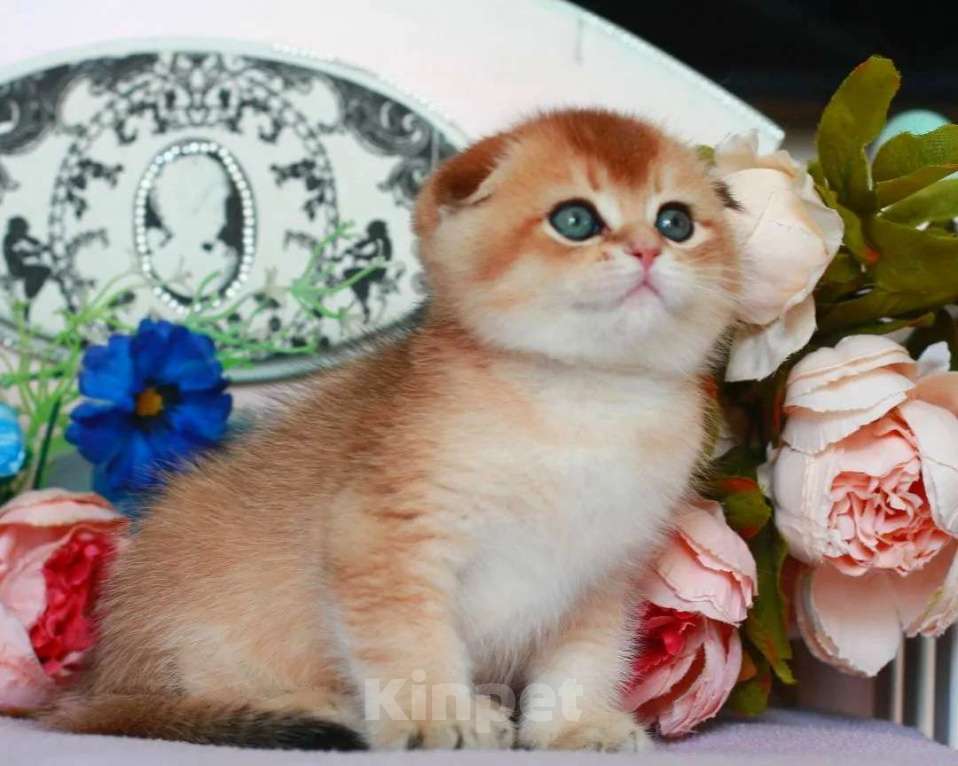 Кошки в Москве: Золотая шиншилла с документами  Девочка, 40 000 руб. - фото 8
