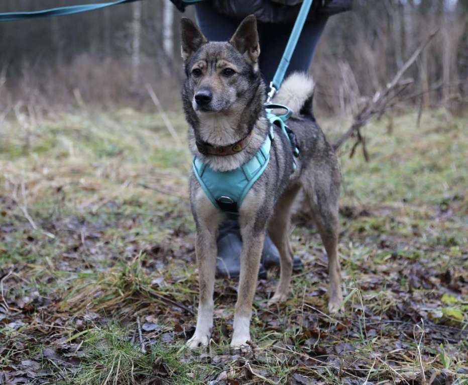 Собаки в Москве: маленькая Сушка ищет дом Девочка, Бесплатно - фото 2