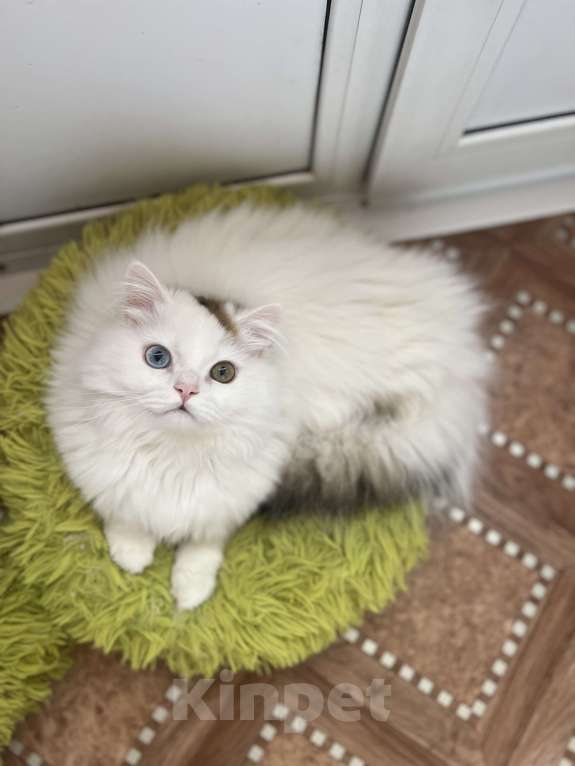 Кошки в Новосибирске: Шотландский котик Мальчик, 15 000 руб. - фото 3