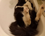 Кошки в Москве: Отдам с доплатой кастрированного кота 1.3 года, срочно, переезд. Мальчик, Бесплатно - фото 4