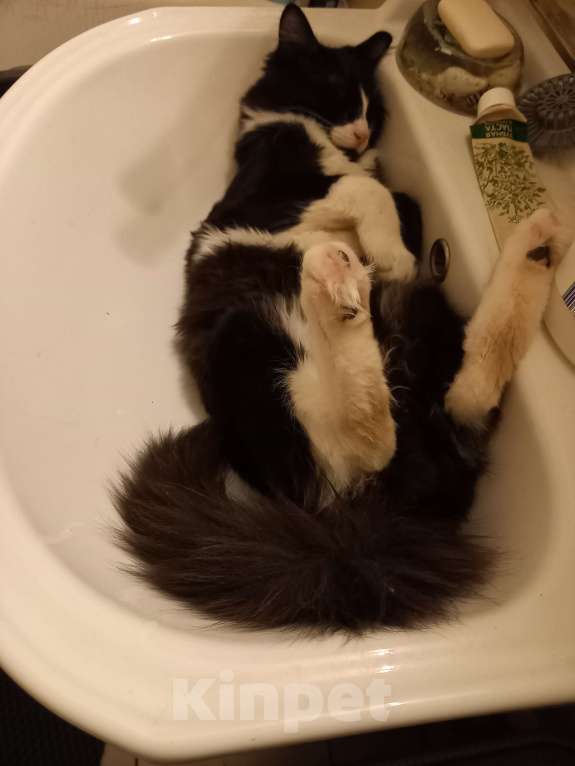 Кошки в Москве: Отдам с доплатой кастрированного кота 1.3 года, срочно, переезд. Мальчик, Бесплатно - фото 4