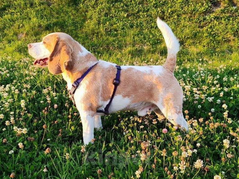 Собаки в Санкт-Петербурге: Бигль, кобель, вязка Мальчик, Бесплатно - фото 3