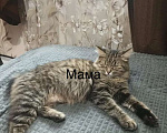 Кошки в Москве: 4 котёнка в добрые руки Мальчик, Бесплатно - фото 1
