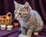 Кошки в Москве: Котеночек Шурочка ищет дом. Девочка, Бесплатно - фото 7