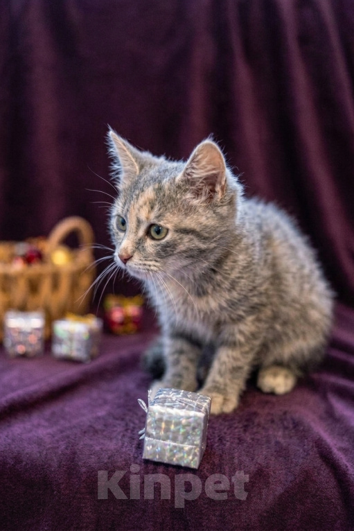 Кошки в Москве: Котеночек Шурочка ищет дом. Девочка, Бесплатно - фото 7
