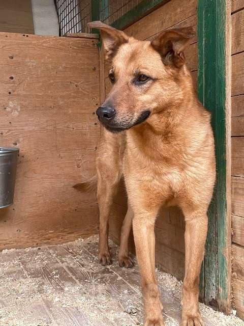 Собаки в Москве: Киоки Мальчик, Бесплатно - фото 10