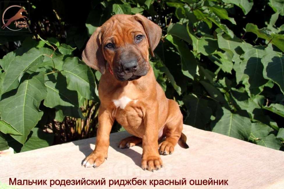 Собаки в Одинцово: Щенок родезийского риджбека. Мальчик. Мальчик, 120 000 руб. - фото 1