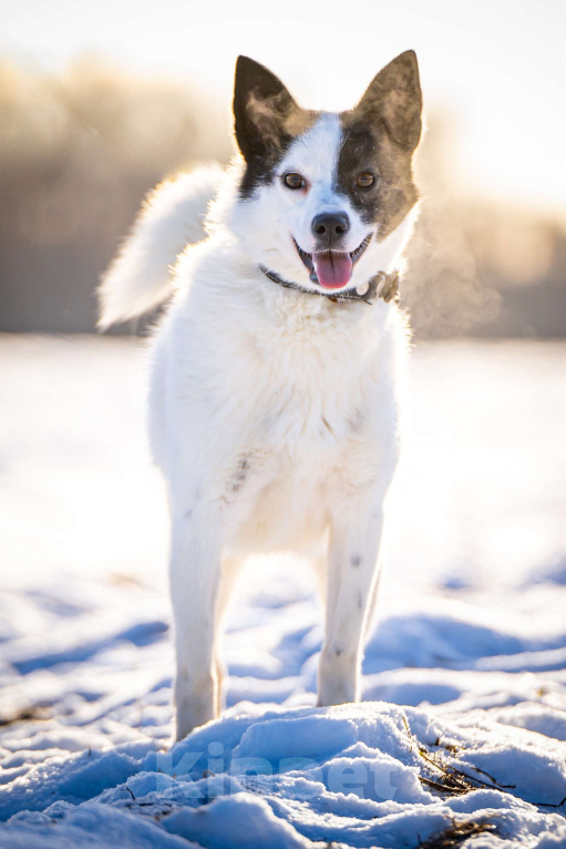 Собаки в Клине: Ласка — озорная попрыгунья Девочка, Бесплатно - фото 2