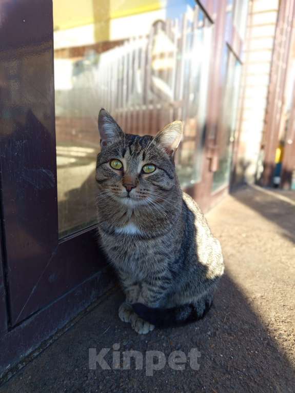 Кошки в Казани: Кот в добрые руки Мальчик, Бесплатно - фото 2