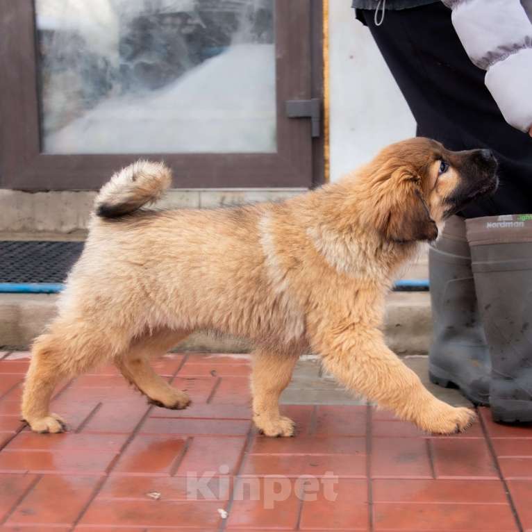 Собаки в Москве: Булка Девочка, Бесплатно - фото 4