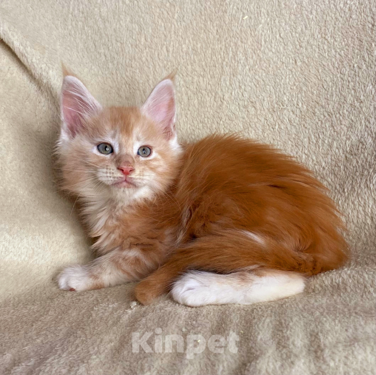 Кошки в Дмитрове: Красный дымчатый мальчик мейн кун Weres Мальчик, 40 000 руб. - фото 4