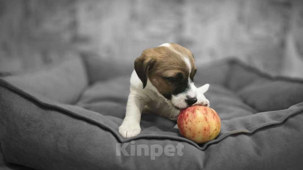 Собаки в Туле: Джек Рассел Терьер щенки Девочка, 55 000 руб. - фото 2