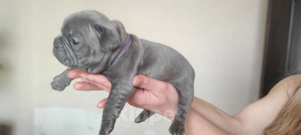 Собаки в Москве: Французкий бульдог Мальчик, Бесплатно - фото 5