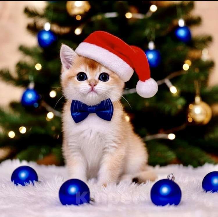 Кошки в Уфе: Котик золотая шиншилла Мальчик, 45 000 руб. - фото 1