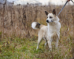 Собаки в Домодедово: Принцесса Эльза  Девочка, 1 руб. - фото 5