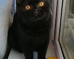 Кошки в Уржуме: Шикарный чёрный красавчик, 3 000 руб. - фото 2