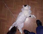 Кошки в Новокубанске: Персидский кот., 2 500 руб. - фото 3
