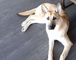 Собаки в Истре: Найдена  Девочка, Бесплатно - фото 5