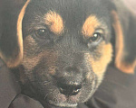 Собаки в Подольске: Мальчик Барни  Мальчик, 100 руб. - фото 1
