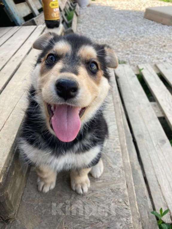 Собаки в Москве: Мята, самый любопытный в мире щенок Девочка, Бесплатно - фото 2