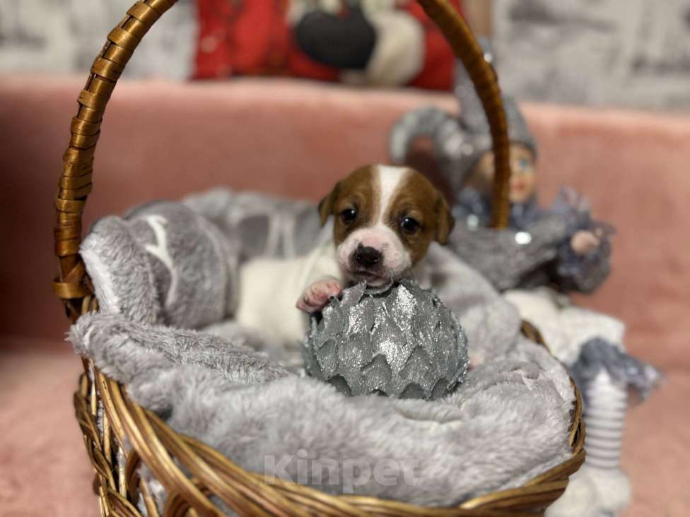 Собаки в других городах Московской области: Джек Рассел терьер щенок  Мальчик, 40 000 руб. - фото 1