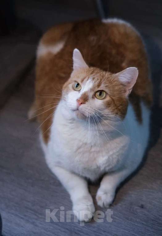 Кошки в Санкт-Петербурге: Пашенька из приюта Мальчик, Бесплатно - фото 7