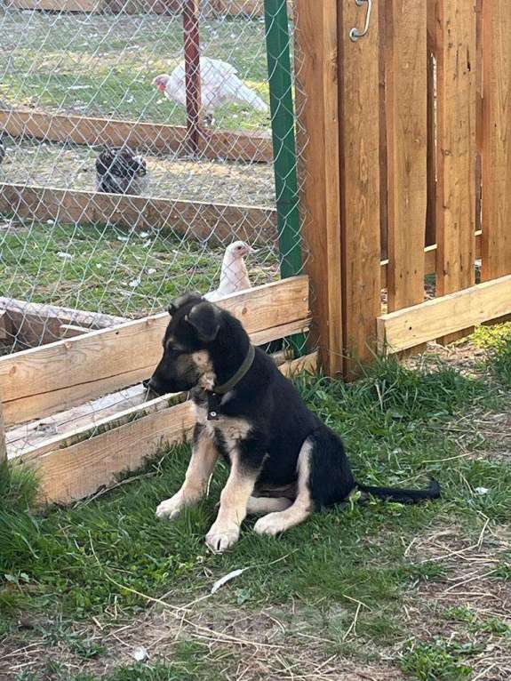Собаки в Рыбинске: Щенки Восточно-европейской овчарки от элитных родителей Девочка, 35 000 руб. - фото 5