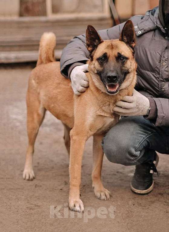 Собаки в Санкт-Петербурге: Красивая домашняя собака Плюша ищет дом Девочка, Бесплатно - фото 1