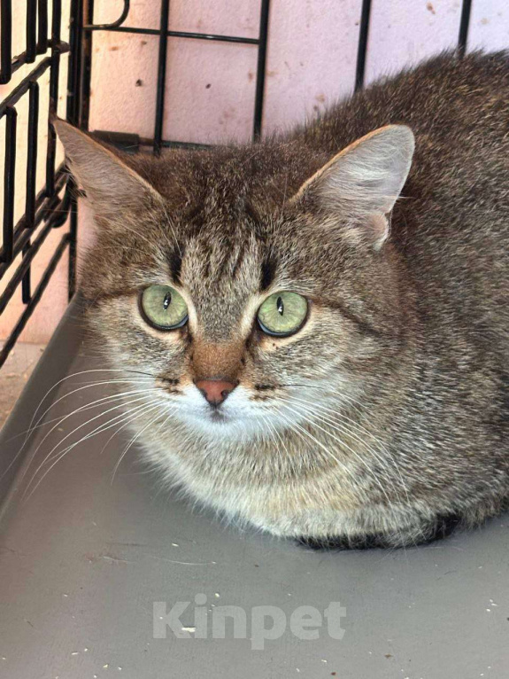 Кошки в Москве: Зеленоглазая кошка Маргошка мечтает о доме Девочка, Бесплатно - фото 5