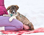 Собаки в Солнечногорске: Тигровый щеночек в добрые руки Мальчик, Бесплатно - фото 5