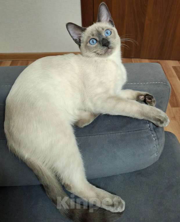 Кошки в Санкт-Петербурге: Тайский котенок Мальчик, 55 000 руб. - фото 2
