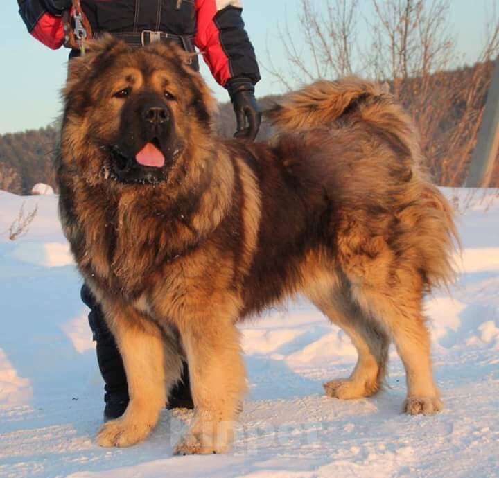 Собаки в Иркутске: Вязка, 10 000 руб. - фото 1