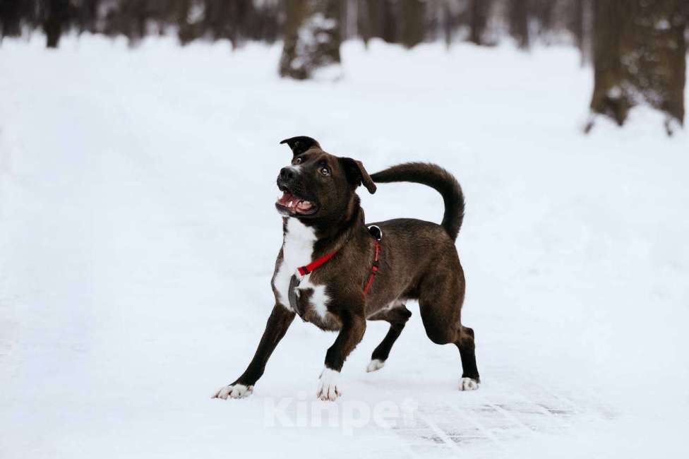 Собаки в Москве: Бадди в поиске семьи  Мальчик, Бесплатно - фото 3