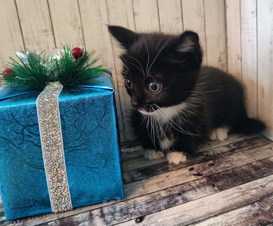 Кошки в Чите: Котенок Манчкин Девочка, Бесплатно - фото 1