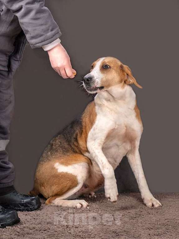 Собаки в Москве: Зара, обворожительная, статная гончая ищет дом Девочка, Бесплатно - фото 7