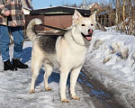 Собаки в Санкт-Петербурге: Мировой красавец-пёс Мальчик, Бесплатно - фото 1