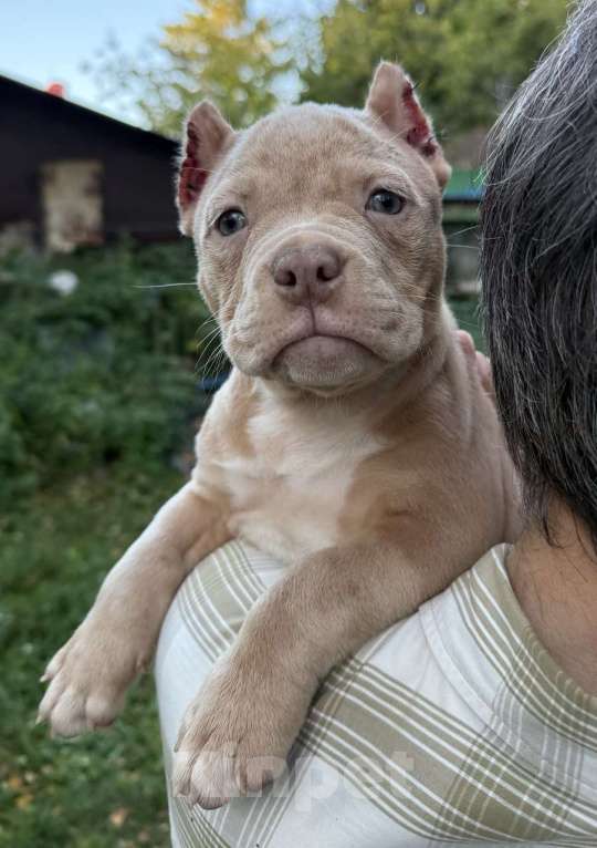 Собаки в Жуковском: Американский булли щенки покет Девочка, 120 000 руб. - фото 4