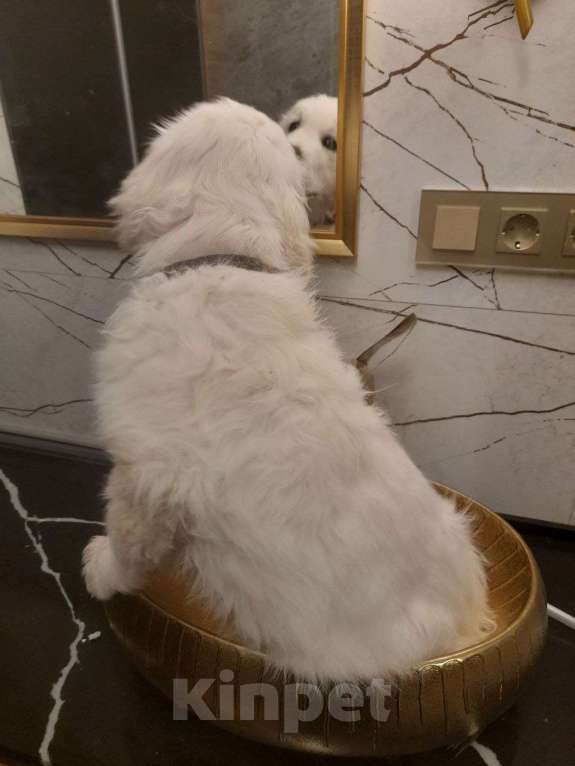 Собаки в других городах Московской области: Супер девочка с мягким нравом и сильным характером, 12.11.2025 Девочка, 100 000 руб. - фото 3