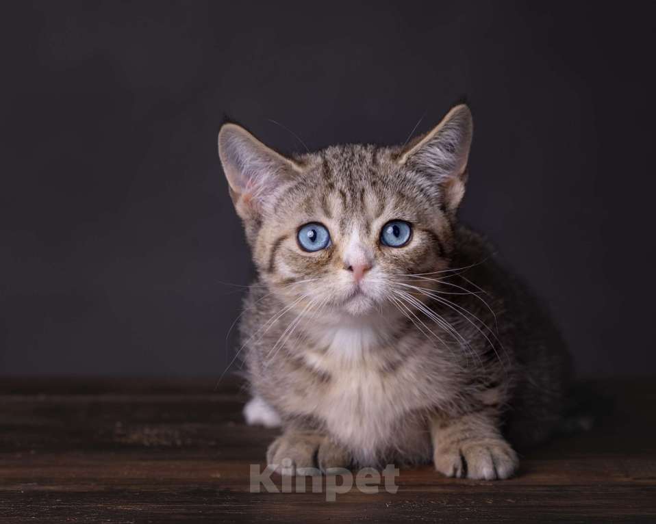Кошки в Хабаровске: Девочка Девон-рекс дгг Девочка, 100 000 руб. - фото 4