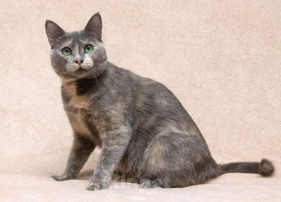 Кошки в Москве: Шанти ищет дом  Девочка, Бесплатно - фото 3