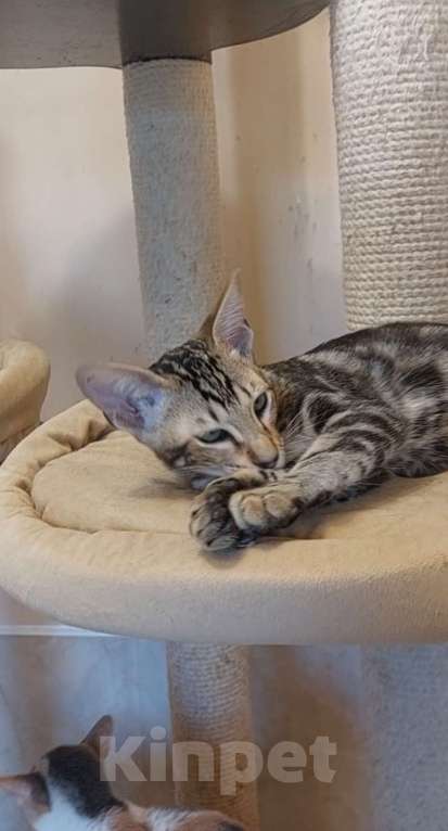 Кошки в Москве: Ориентальные котята Девочка, Бесплатно - фото 4