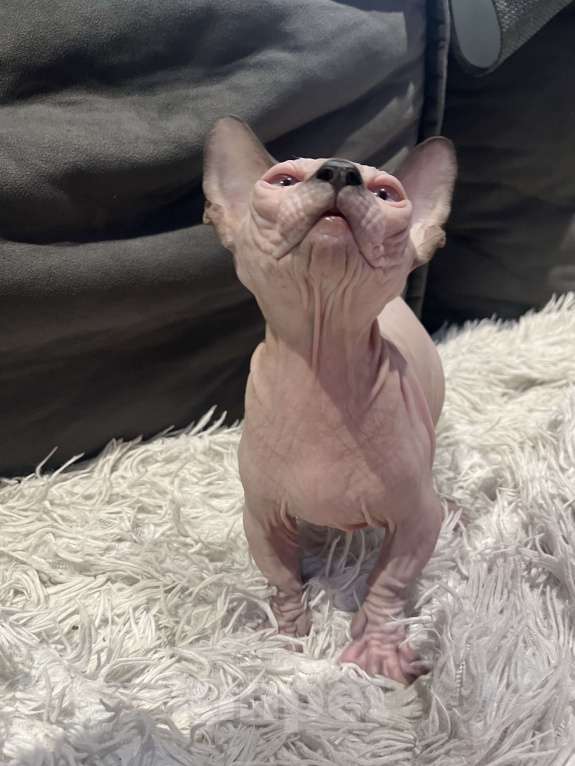 Кошки в Ковровом: Канадский сфинкс бомбино Мальчик, Бесплатно - фото 4