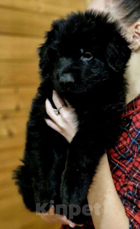 Собаки в других городах Московской области: Немецкая овчарка длинношёрстная Мальчик, 60 000 руб. - фото 8