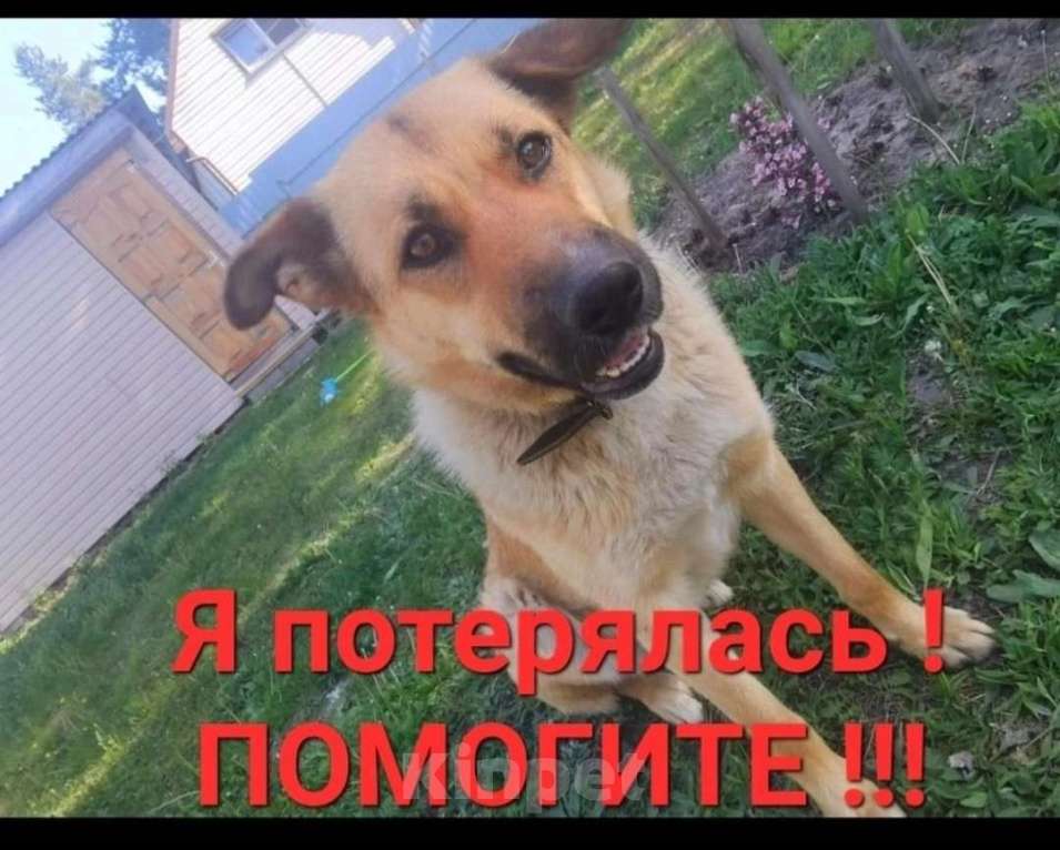 Собаки в других городах Нижегородской области: Пропала собака на трассе м12 Девочка, 3 000 руб. - фото 1