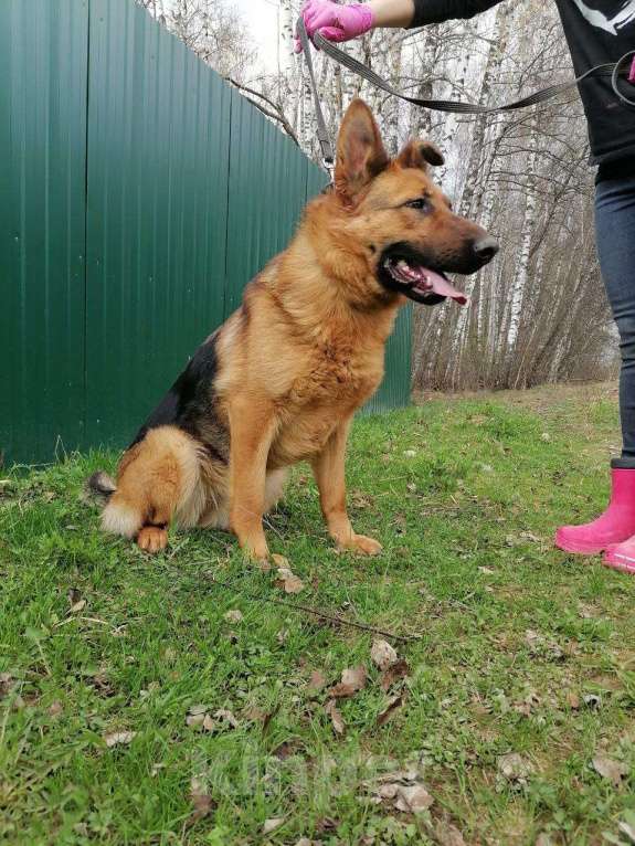 Собаки в Москве: Овчарка Акулина в дар Девочка, Бесплатно - фото 2