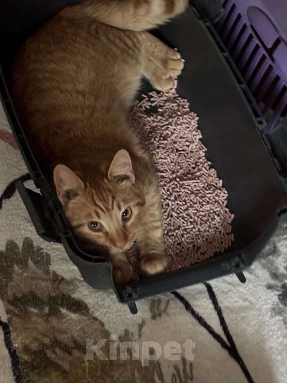 Кошки в Севастополе: Ласковый котик(мальчик) Мальчик, Бесплатно - фото 5