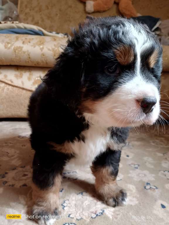 Собаки в Москве: Щенки бернского зенненхунда  Мальчик, 45 000 руб. - фото 5