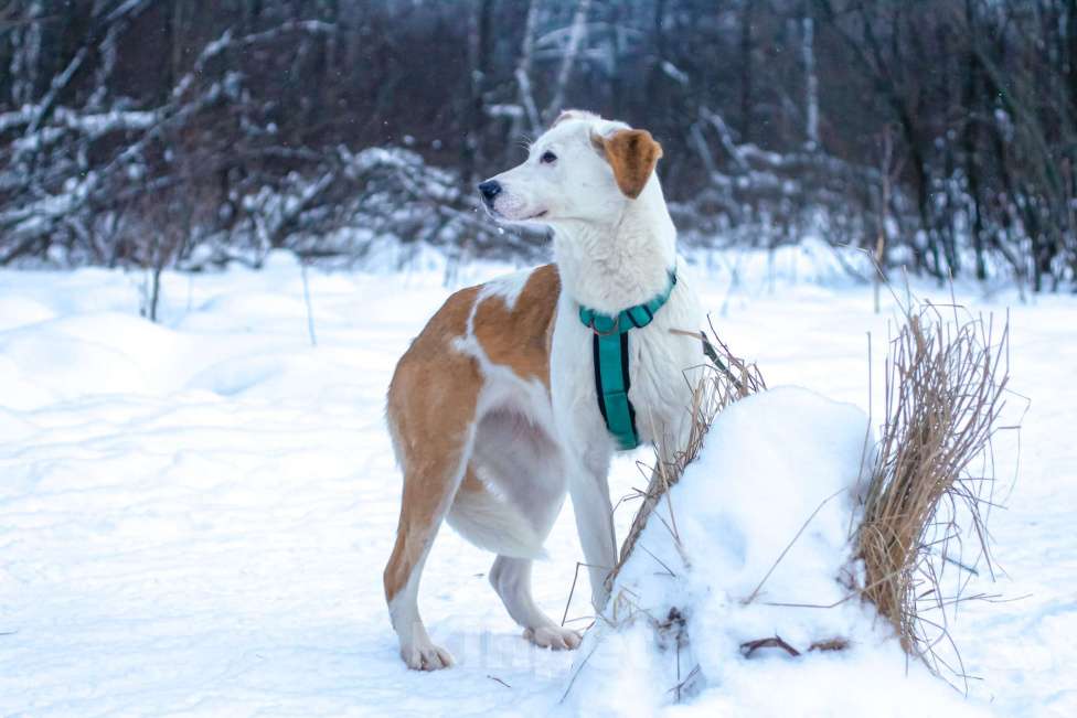 Собаки в Москве: Раакель Девочка, Бесплатно - фото 2