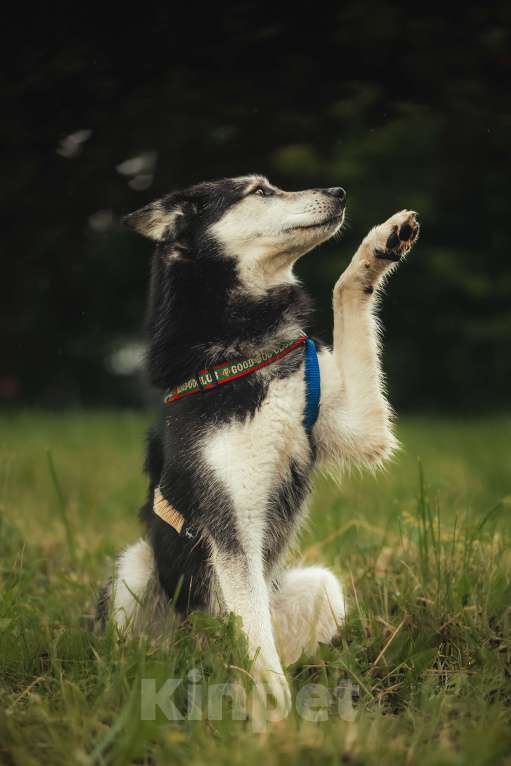 Собаки в Москве: Джой ждет свою семью Мальчик, Бесплатно - фото 9
